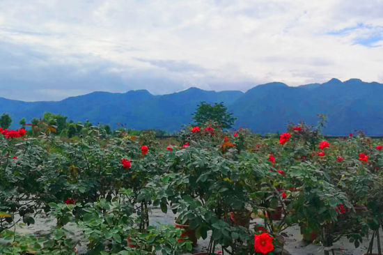 四川绵竹市打造玫瑰产业生态园 振兴乡村经济
