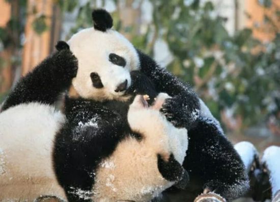 国宝大熊猫。