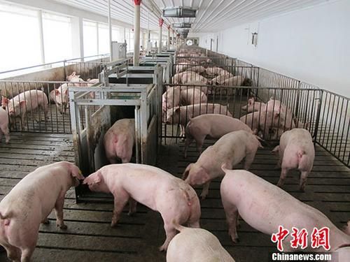 资料图：一活猪养殖场。 中新社记者 林浩 摄