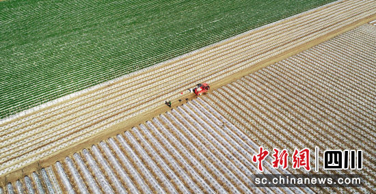 蓬安县锦屏镇中坝村村民正在给种植的萝卜施肥。蓬安县委宣传部供图