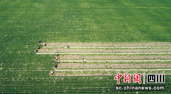 蓬安县锦屏镇中坝村萝卜丰收。蓬安县委宣传部供图