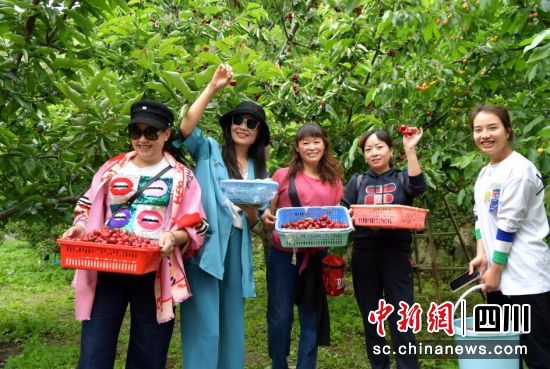游客体验采摘甜樱桃乐趣。