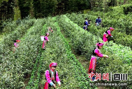 满山茶树纷纷吐出新芽，迎来了一年一度的采茶季。 胡宇 摄