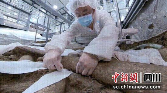 考古人员提取象牙。(四川广播电视台 供图)