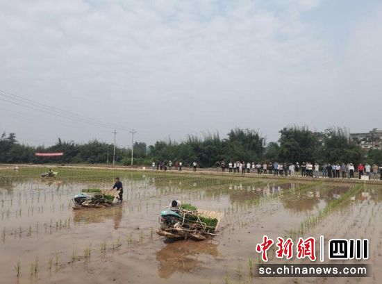 泸县杂交水稻全程机械化制种。曾佐然 摄