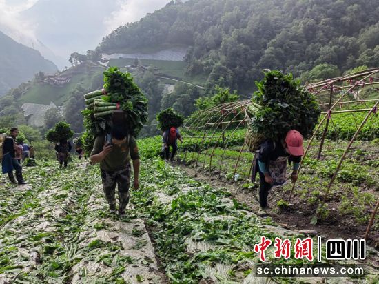 “龙潭牌”莴笋迎来丰收季。汶川县委宣传部供图