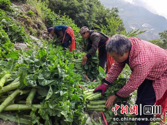 “龙潭牌”莴笋迎来丰收季。汶川县委宣传部供图