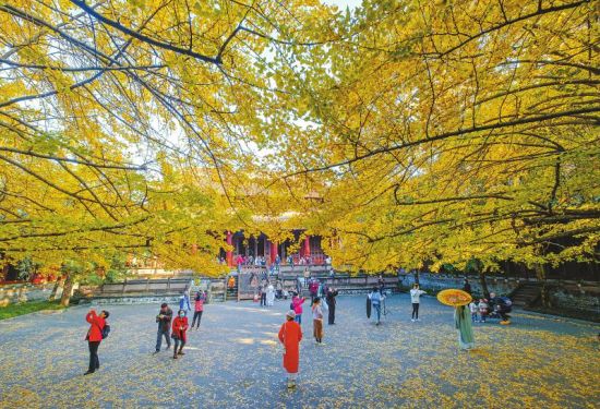 11月19日，市民在崇州罨画池拍摄银杏美景。 记者 欧阳杰 摄