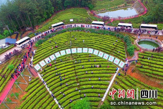 旺苍县米仓山采茶节比赛活动现场。 五季视界 供