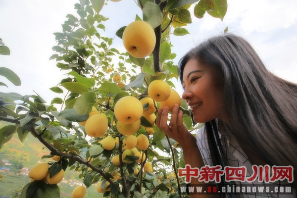米易:游客喜爱包下芒果树 可全程监控-中国新